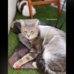 Chat perdu à Mérignac 33700 : Seth, Européen