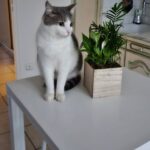 Chat perdu à Blanzy  : Titou, Européen