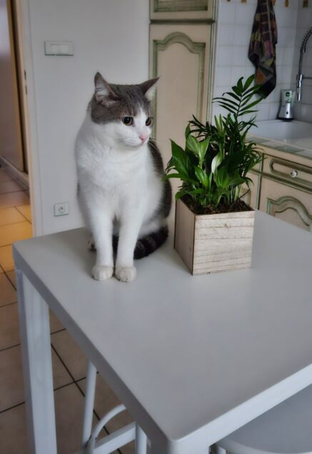 Chat perdu à Blanzy  : Titou, Européen