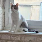 Chat perdu à Blanzy  : Titou, Européen