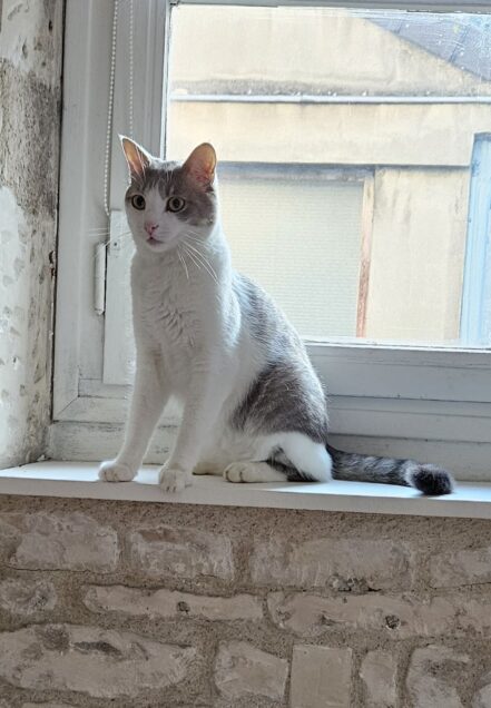 Chat perdu à Blanzy  : Titou, Européen