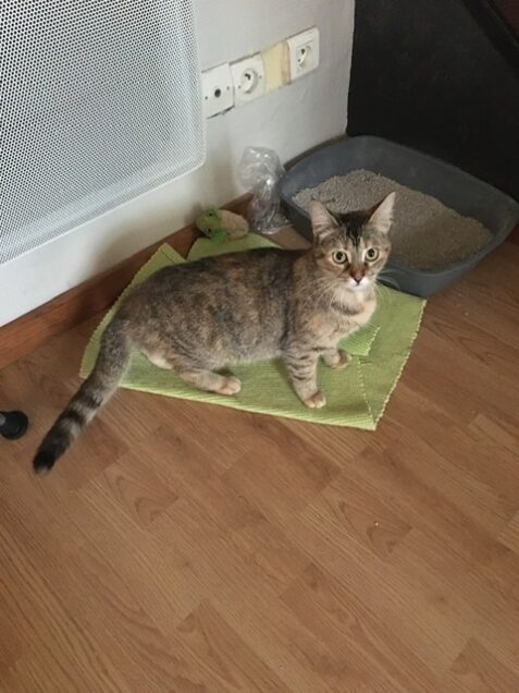 Chat perdu à Bergerac 24100 : Boulette, Autre