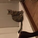 Chat perdu à Bergerac 24100 : Boulette, Autre