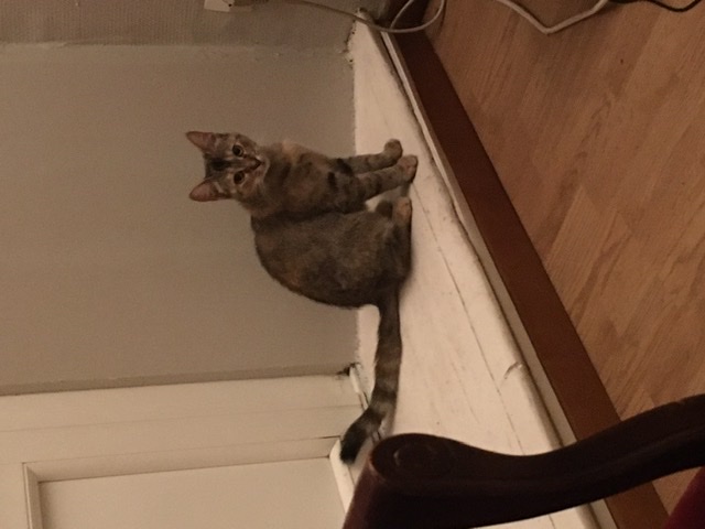 Chat perdu à Bergerac 24100 : Boulette, Autre