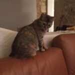 Chat perdu à Bergerac 24100 : Boulette, Autre