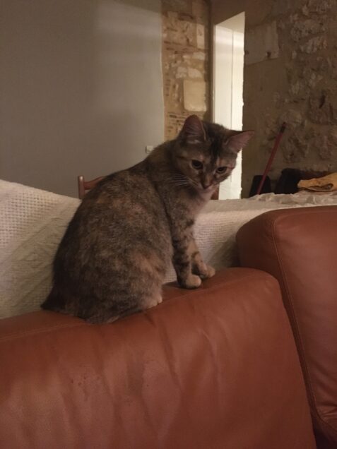 Chat perdu à Bergerac 24100 : Boulette, Autre