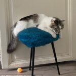 Chat perdu à Paris 75018 : Vivi, Européen