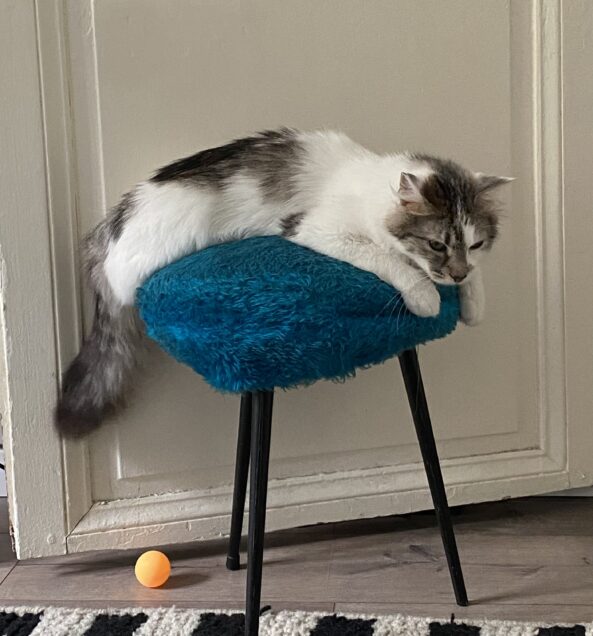 Chat perdu à Paris 75018 : Vivi, Européen