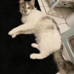 Chat perdu à Paris 75018 : Vivi, Européen