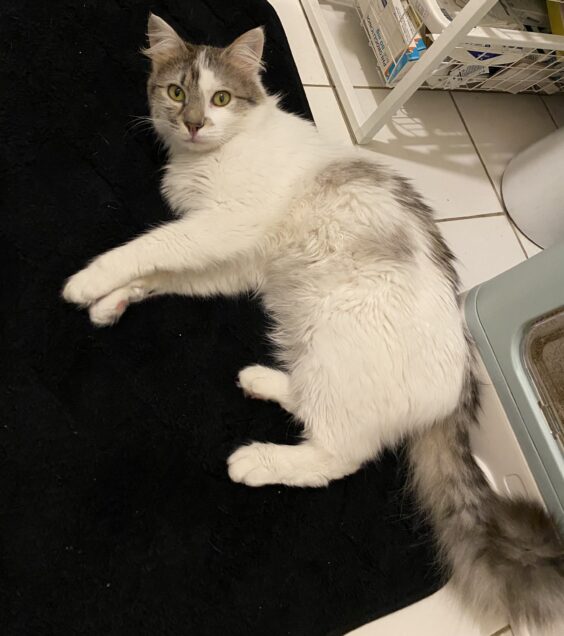 Chat perdu à Paris 75018 : Vivi, Européen