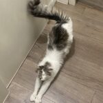 Chat perdu à Paris 75018 : Vivi, Européen