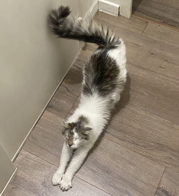 Chat perdu à Paris 75018 : Vivi, Européen