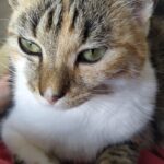 Chat perdu à Éragny 95610 : ISIS, Autre