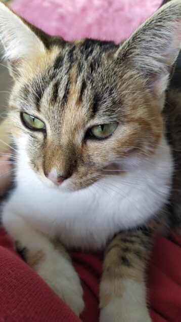 Chat perdu à Éragny 95610 : ISIS, Autre