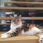 Chat perdu à Éragny 95610 : ISIS, Autre