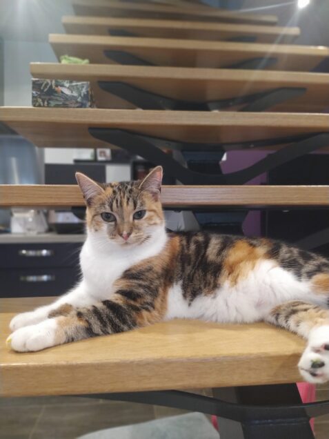 Chat perdu à Éragny 95610 : ISIS, Autre