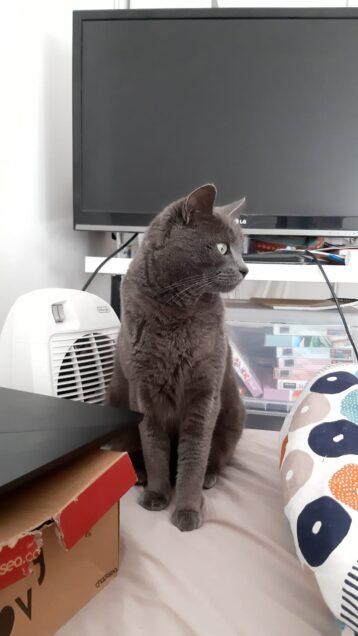 Chat perdu à Deuil-la-Barre 95170 : Neko, Européen