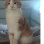 Chat perdu à Saint-Bonnet-en-Champsaur 05500 : ZAM, Européen