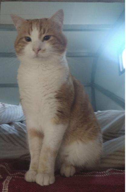 Chat perdu à Saint-Bonnet-en-Champsaur 05500 : ZAM, Européen