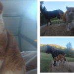 Chat perdu à Saint-Bonnet-en-Champsaur 05500 : ZAM, Européen