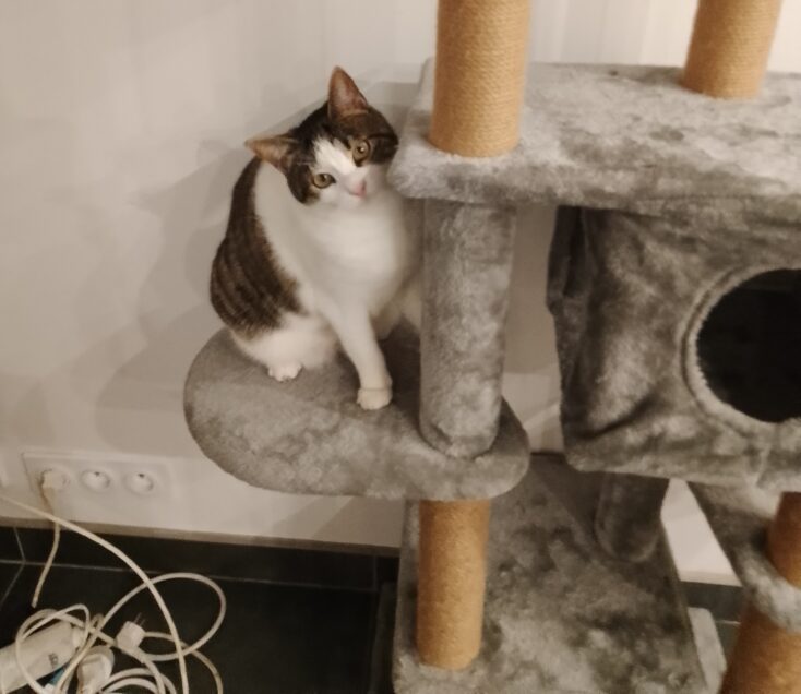 Chat perdu à Saint-Just-Saint-Rambert 42170 : Mimi, Européen