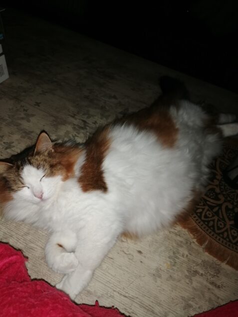 Chat perdu à Saint-Barthélémy-de-Vals 26240 : MAJO, Autre