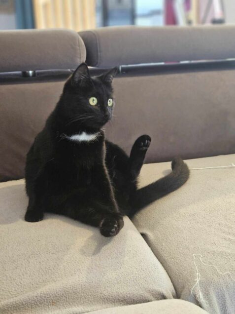 Chat perdu à Ploulec&rsquo;h 22300 : Oreo, Chat de gouttière