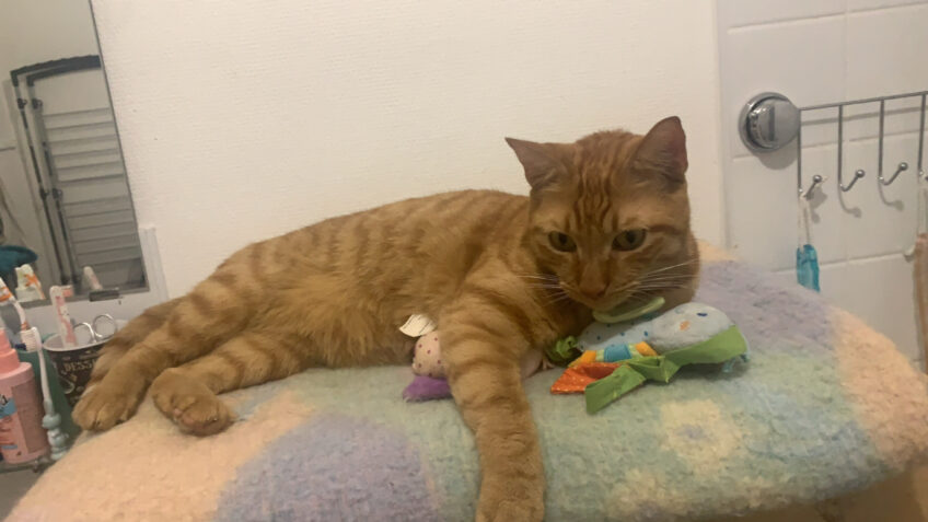 Chat perdu à Carcassonne 11000 : Rangers , Européen