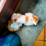 Chat perdu à Strasbourg  : Sisyphe, Chat de gouttière