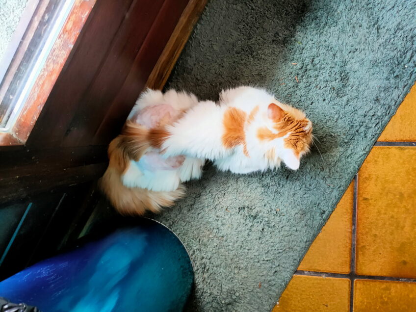 Chat perdu à Strasbourg  : Sisyphe, Chat de gouttière