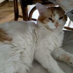 Chat perdu à Strasbourg  : Sisyphe, Chat de gouttière