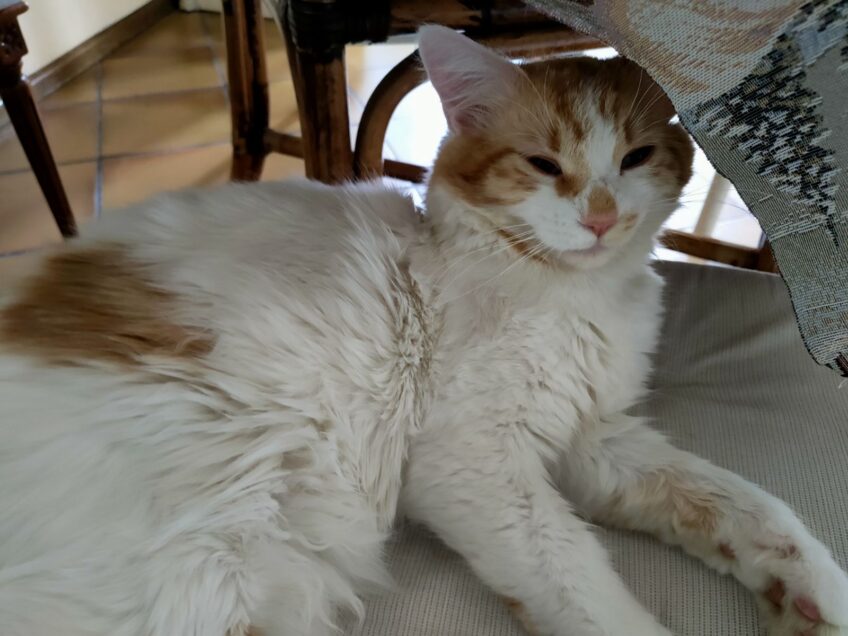 Chat perdu à Strasbourg  : Sisyphe, Chat de gouttière