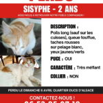 Chat perdu à Strasbourg  : Sisyphe, Chat de gouttière