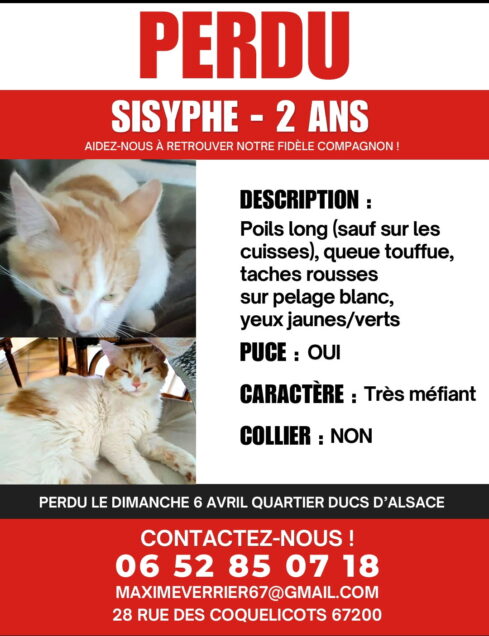 Chat perdu à Strasbourg  : Sisyphe, Chat de gouttière