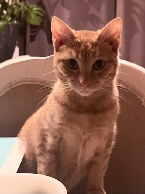 Chat perdu à Bords 17430 : yechmat, Européen