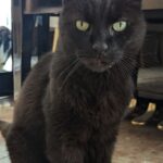 Chat perdu à Pontault-Combault 77340 : Covou, Chat de gouttière