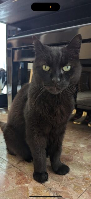 Chat perdu à Pontault-Combault 77340 : Covou, Chat de gouttière