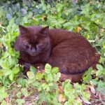 Chat perdu à Pontault-Combault 77340 : Covou, Chat de gouttière