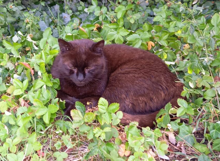 Chat perdu à Pontault-Combault 77340 : Covou, Chat de gouttière