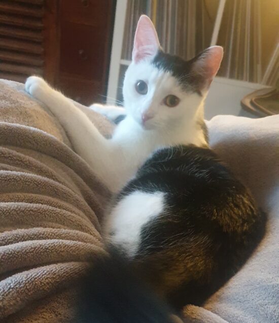 Chat perdu à Amiens 80090 : Crevette, Chat de gouttière