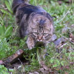Chat perdu à Paris 75011 : Charlie, Angora Turc