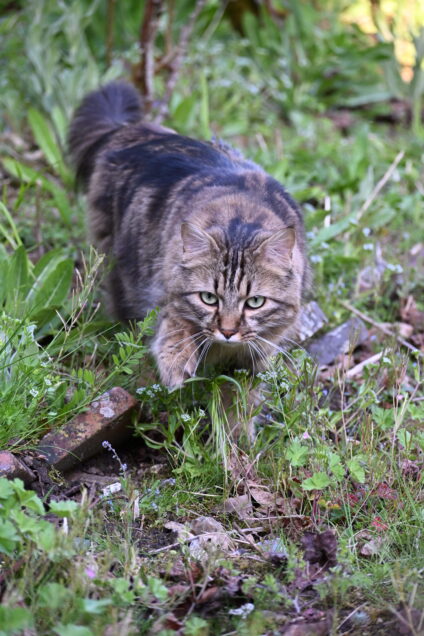 Chat perdu à Paris 75011 : Charlie, Angora Turc