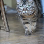 Chat perdu à Paris 75011 : Charlie, Angora Turc