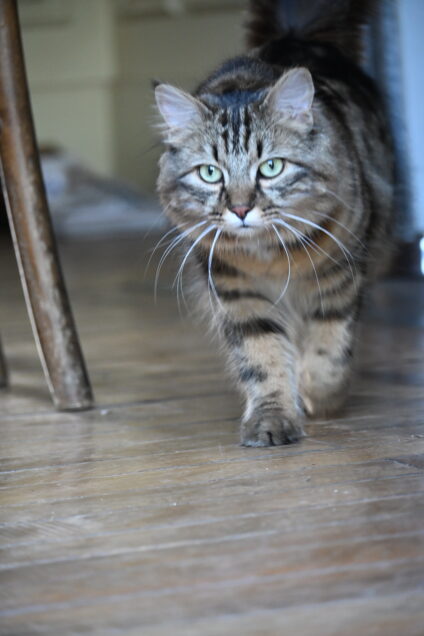 Chat perdu à Paris 75011 : Charlie, Angora Turc