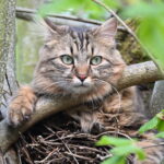 Chat perdu à Paris 75011 : Charlie, Angora Turc