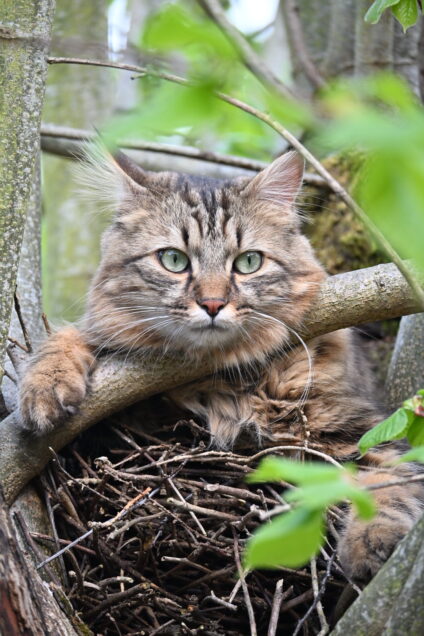 Chat perdu à Paris 75011 : Charlie, Angora Turc