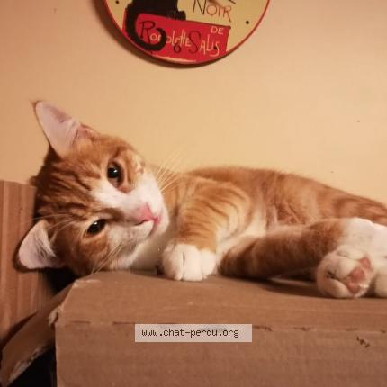 Chat perdu à Artenay 45410 : Samuel, Européen