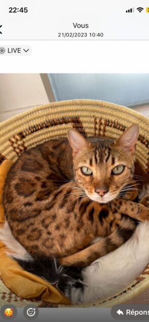Chat perdu à Cagnes-sur-Mer 06800 : Gucci, Bengal