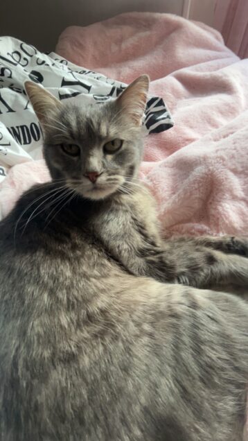 Chat perdu à Sainte-Geneviève-des-Bois 91700 : Plume, Européen