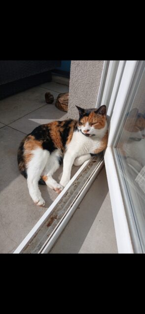 Chat perdu à Nice 06200 : Mia, Autre